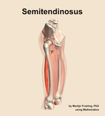 The semitendinosus muscle of the thigh - orientation 10