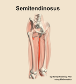 The semitendinosus muscle of the thigh - orientation 11