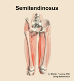 The semitendinosus muscle of the thigh - orientation 12
