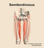 The semitendinosus muscle of the thigh - orientation 13