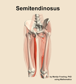 The semitendinosus muscle of the thigh - orientation 14