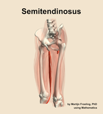 The semitendinosus muscle of the thigh - orientation 15