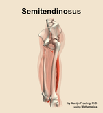 The semitendinosus muscle of the thigh - orientation 16