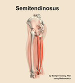 The semitendinosus muscle of the thigh - orientation 2