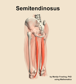 The semitendinosus muscle of the thigh - orientation 3