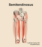 The semitendinosus muscle of the thigh - orientation 4