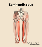 The semitendinosus muscle of the thigh - orientation 5