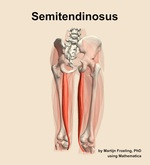 The semitendinosus muscle of the thigh - orientation 6