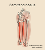 The semitendinosus muscle of the thigh - orientation 7