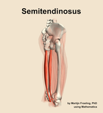 The semitendinosus muscle of the thigh - orientation 8