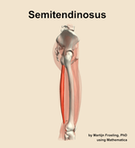 The semitendinosus muscle of the thigh - orientation 9