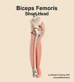 The short head of the biceps femoris muscle of the thigh - orientation 1
