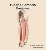 The short head of the biceps femoris muscle of the thigh - orientation 10