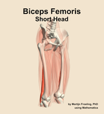 The short head of the biceps femoris muscle of the thigh - orientation 11
