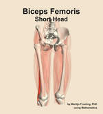 The short head of the biceps femoris muscle of the thigh - orientation 12