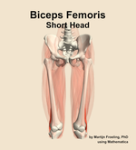 The short head of the biceps femoris muscle of the thigh - orientation 13
