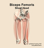 The short head of the biceps femoris muscle of the thigh - orientation 14
