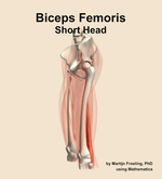 The short head of the biceps femoris muscle of the thigh - orientation 16