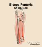 The short head of the biceps femoris muscle of the thigh - orientation 2