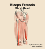 The short head of the biceps femoris muscle of the thigh - orientation 3