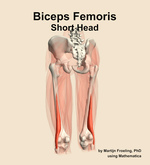 The short head of the biceps femoris muscle of the thigh - orientation 4