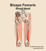 The short head of the biceps femoris muscle of the thigh - orientation 5