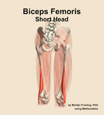 The short head of the biceps femoris muscle of the thigh - orientation 6