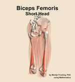 The short head of the biceps femoris muscle of the thigh - orientation 7