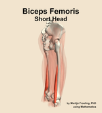 The short head of the biceps femoris muscle of the thigh - orientation 8