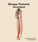 The short head of the biceps femoris muscle of the thigh - orientation 9