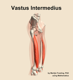 The vastus intermedius muscle of the thigh - orientation 10