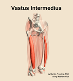 The vastus intermedius muscle of the thigh - orientation 11