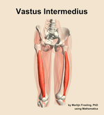 The vastus intermedius muscle of the thigh - orientation 12