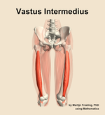 The vastus intermedius muscle of the thigh - orientation 13
