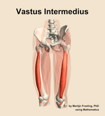 The vastus intermedius muscle of the thigh - orientation 14