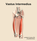 The vastus intermedius muscle of the thigh - orientation 15