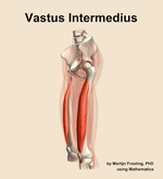 The vastus intermedius muscle of the thigh - orientation 16