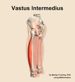 The vastus intermedius muscle of the thigh - orientation 2