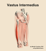 The vastus intermedius muscle of the thigh - orientation 3