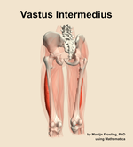 The vastus intermedius muscle of the thigh - orientation 4