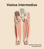 The vastus intermedius muscle of the thigh - orientation 5