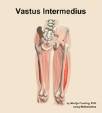 The vastus intermedius muscle of the thigh - orientation 6