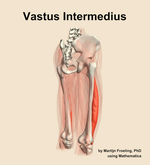The vastus intermedius muscle of the thigh - orientation 7