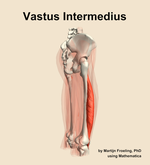 The vastus intermedius muscle of the thigh - orientation 8