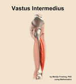 The vastus intermedius muscle of the thigh - orientation 9