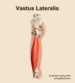 The vastus lateralis muscle of the thigh - orientation 1