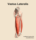 The vastus lateralis muscle of the thigh - orientation 10