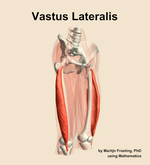 The vastus lateralis muscle of the thigh - orientation 11
