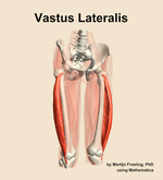 The vastus lateralis muscle of the thigh - orientation 12