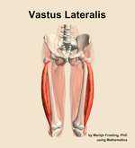 The vastus lateralis muscle of the thigh - orientation 13